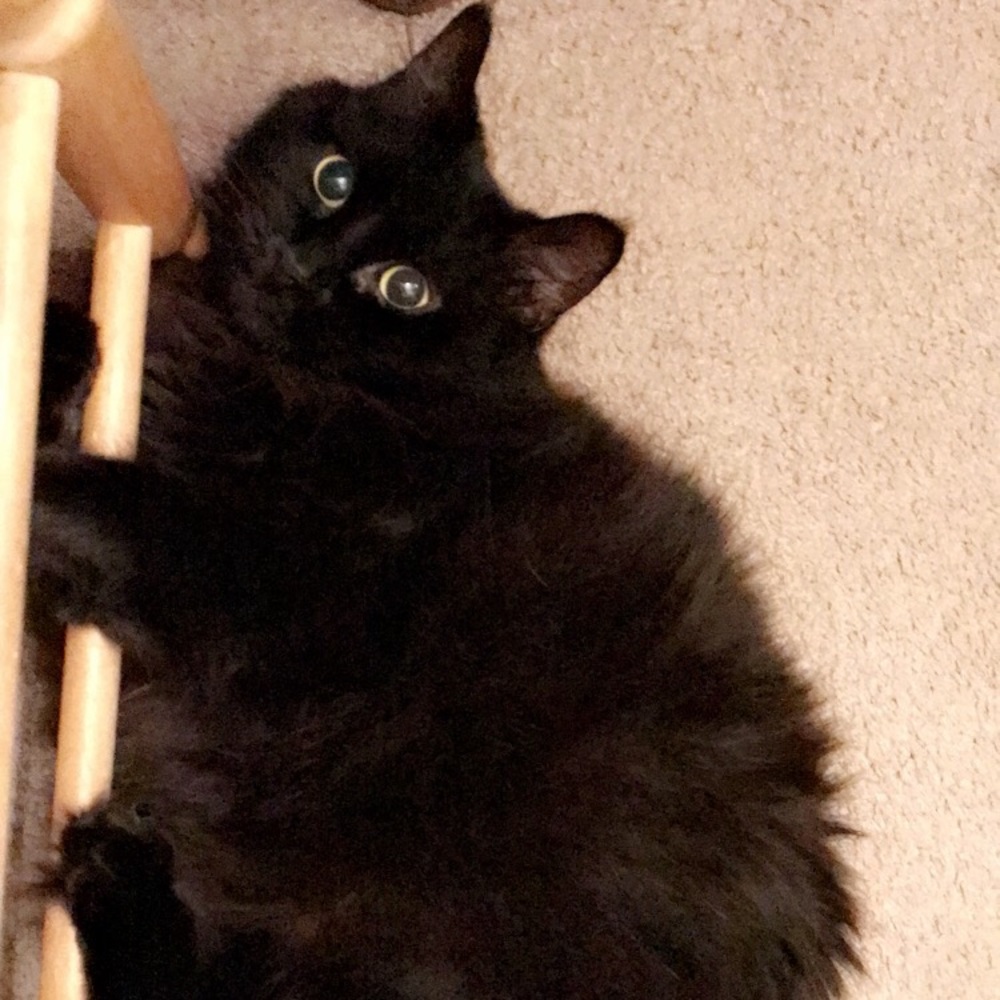 Meet your Posher, Angelica